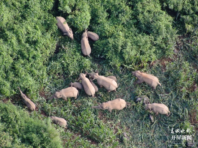 北移亞洲象群跨過阿墨江 楊質(zhì)高 通訊員 何有剛 李昔峻 魯皖陽 攝