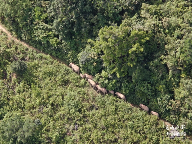 北移亞洲象群跨過阿墨江 楊質(zhì)高 通訊員 何有剛 李昔峻 魯皖陽 攝
