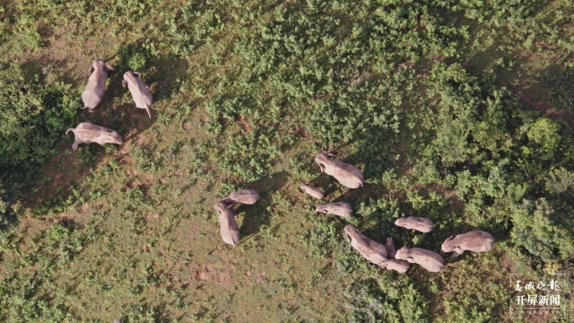 北移亞洲象群跨過阿墨江 楊質(zhì)高 通訊員 何有剛 李昔峻 魯皖陽 攝