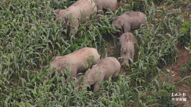 北移亞洲象群跨過阿墨江 楊質(zhì)高 通訊員 何有剛 李昔峻 魯皖陽 攝