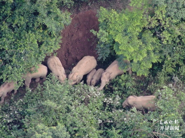 北移亞洲象群跨過阿墨江 楊質(zhì)高 通訊員 何有剛 李昔峻 魯皖陽 攝