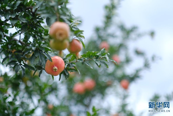 1310167850_16308626956291n