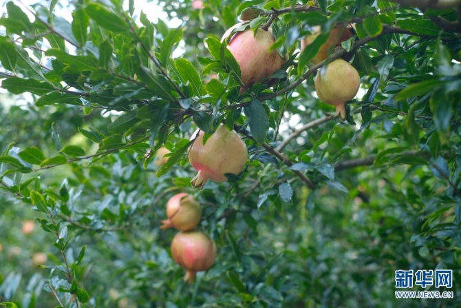 1310167850_16308626963721n