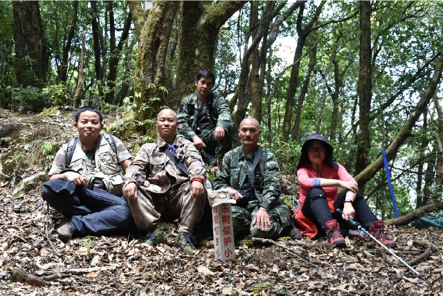 野生種群不足5000株，云南建立首個(gè)云南梧桐就地保護(hù)點(diǎn) 供圖