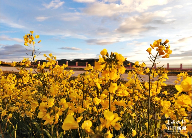 美得像夢(mèng)境！9月，油菜花在海拔3650米的云南這個(gè)地方盛開(kāi) 春城晚報(bào)-開(kāi)屏新聞?dòng)浾?蔣瓊波 通訊員 羅麗紅 羅楨 攝影報(bào)道