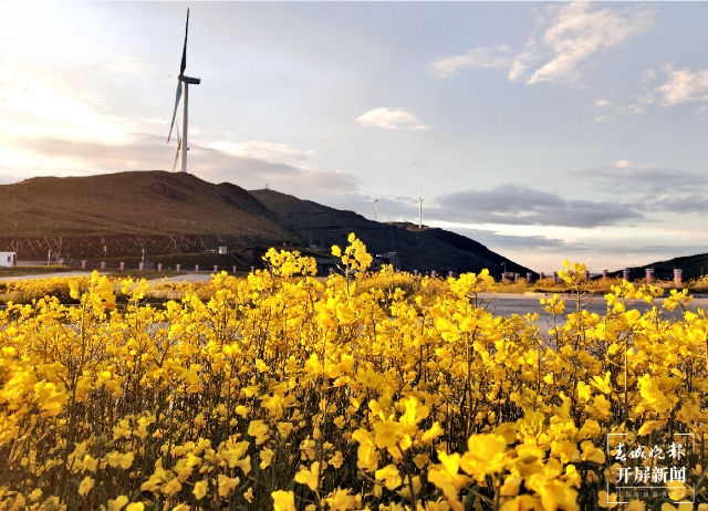 美得像夢(mèng)境！9月，油菜花在海拔3650米的云南這個(gè)地方盛開(kāi) 春城晚報(bào)-開(kāi)屏新聞?dòng)浾?蔣瓊波 通訊員 羅麗紅 羅楨 攝影報(bào)道