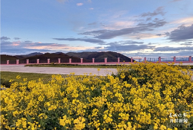 美得像夢(mèng)境！9月，油菜花在海拔3650米的云南這個(gè)地方盛開(kāi) 春城晚報(bào)-開(kāi)屏新聞?dòng)浾?蔣瓊波 通訊員 羅麗紅 羅楨 攝影報(bào)道