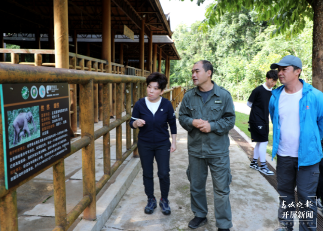 鄧亞萍到云南當(dāng)“象媽媽”（云報全媒體記者 戴振華 攝）