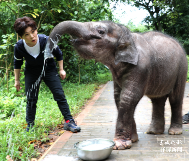 鄧亞萍到云南當(dāng)“象媽媽”（云報全媒體記者 戴振華 攝）