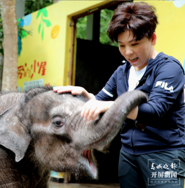 鄧亞萍到云南當(dāng)“象媽媽”（云報全媒體記者 戴振華 攝）