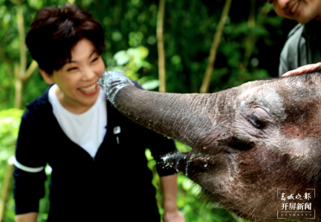 鄧亞萍到云南當(dāng)“象媽媽”（云報全媒體記者 戴振華 攝）