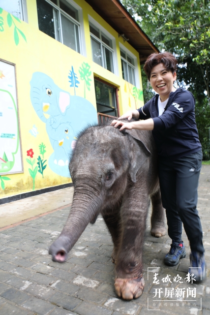 鄧亞萍到云南當(dāng)“象媽媽”（云報全媒體記者 戴振華 攝）