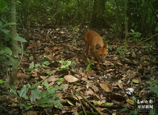 云南普洱拍到國家一級保護(hù)動物豺 (1).jpg
