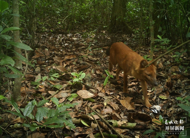 云南普洱拍到國家一級保護(hù)動物豺 (2).jpg