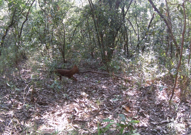 云南普洱拍到國家一級保護(hù)動物豺 (5).jpg
