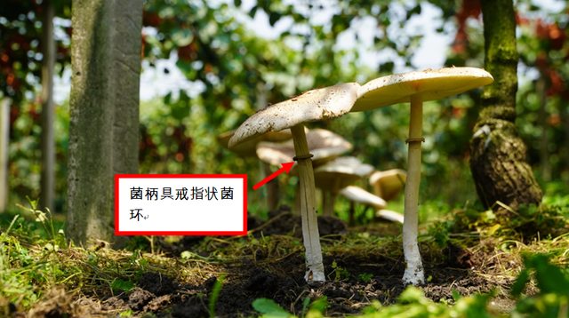 夫妻倆吃完進(jìn)了搶救室