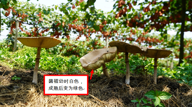 夫妻倆吃完進(jìn)了搶救室