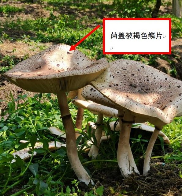 夫妻倆吃完進(jìn)了搶救室