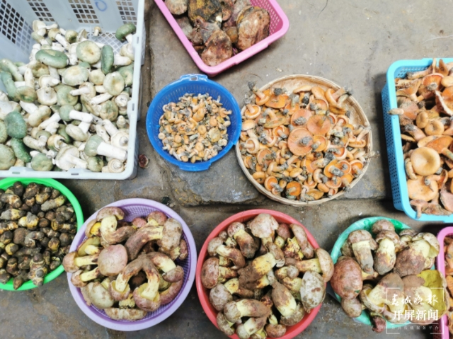 野生菌(春城晚報-開屏新聞記者 李賽 攝)