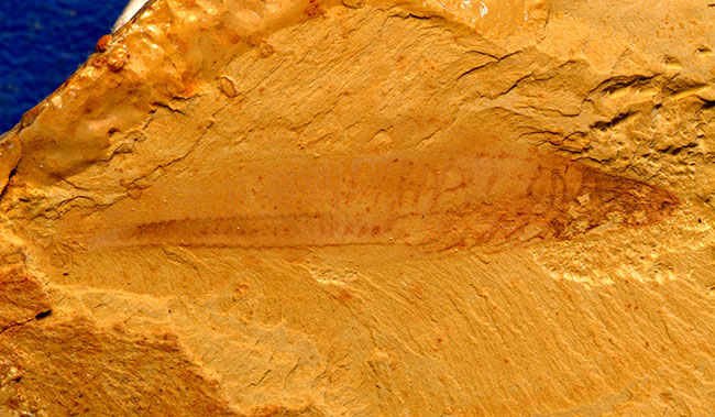 圖二 昆明魚化石。云南澄江化石地自然博物館供圖