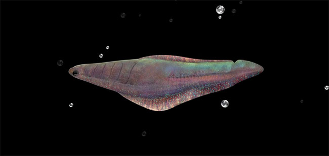 圖三 “昆明魚”復(fù)原圖。澄江市融媒體中心供圖 拷貝