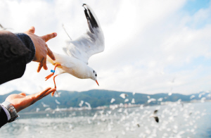 86071632329901108 86071632329901108