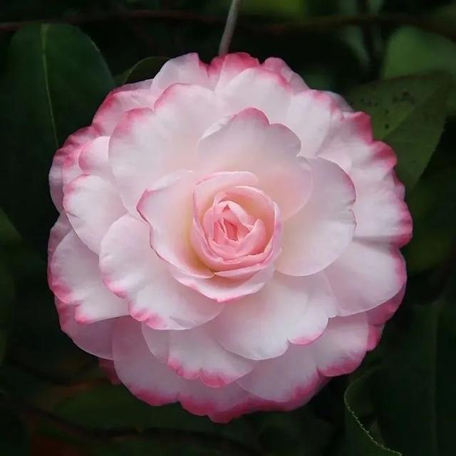 79f0f736afc37931fc7b35c79a79bb4c42a91117.jpeg 79f0f736afc37931fc7b35c79a79bb4c42a91117.jpeg