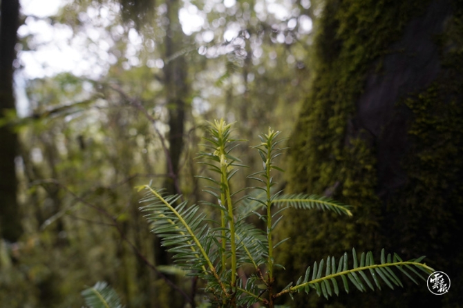 云南野生紅豆杉十8月26日拍攝_副本.jpg