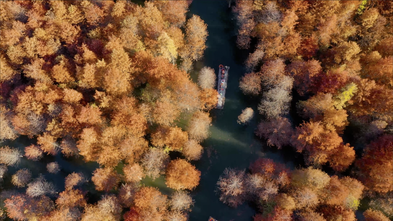 川藏線上的紅樹林 川藏線上的紅樹林