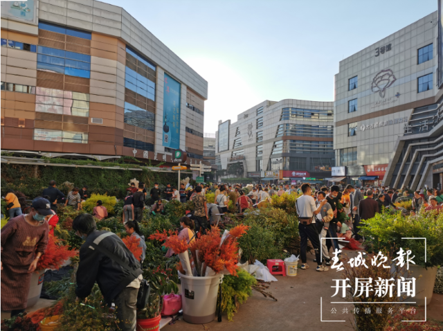 昆明斗南花市迎來鮮花采購高峰 春城晚報-開屏新聞記者 李賽 攝影報道