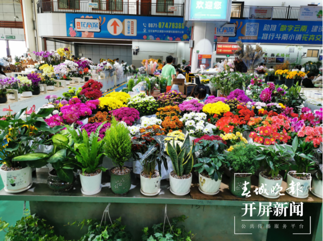 昆明斗南花市迎來鮮花采購高峰 春城晚報-開屏新聞記者 李賽 攝影報道
