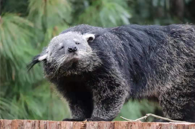 云南野生動(dòng)物園 供圖