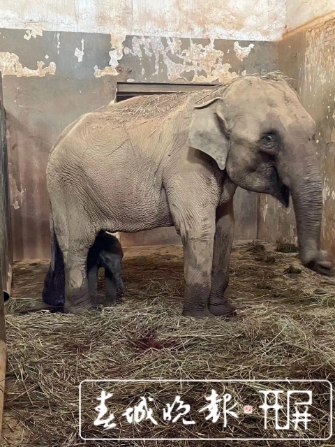 昆明動物園再添一頭新生亞洲象(黃蕊 攝)