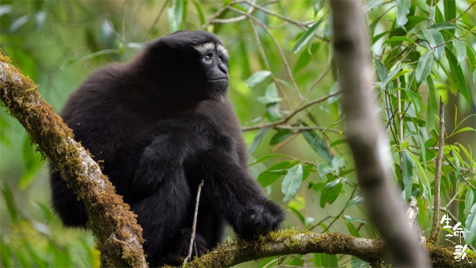 3 我們的森林·白眉長臂猿 3 我們的森林·白眉長臂猿