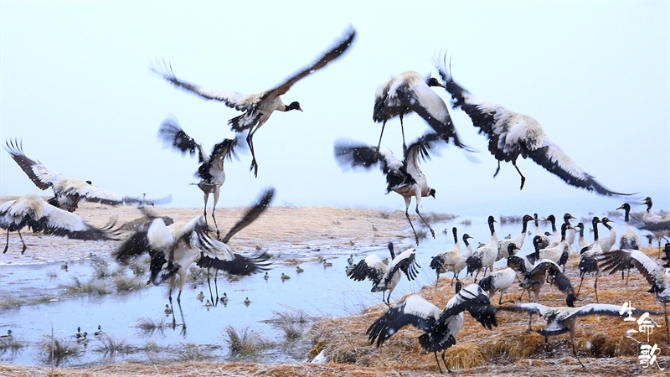 6 我們的草原·黑頸鶴 6 我們的草原·黑頸鶴