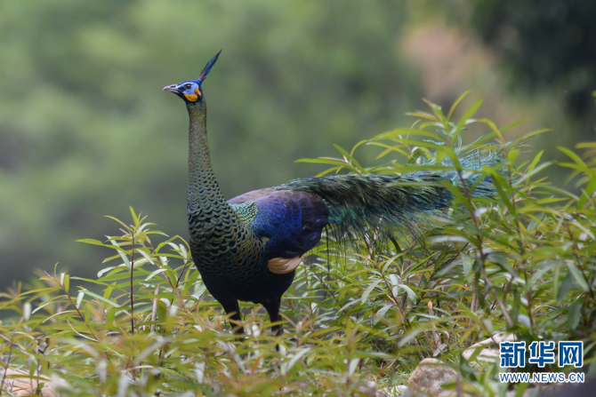 1310251075_16344871471751n