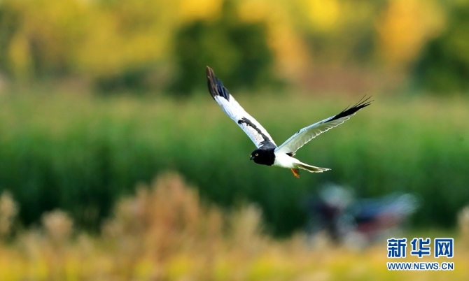 1310254827_16346148519481n