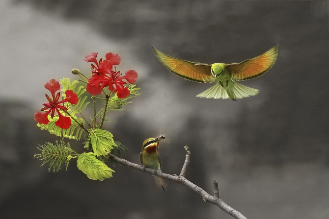 二等獎(jiǎng)《鳳凰花與栗喉風(fēng)虎》作者：蔡浩德