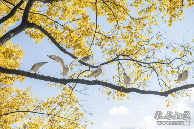 hby9lvc3pst hby9lvc3pst