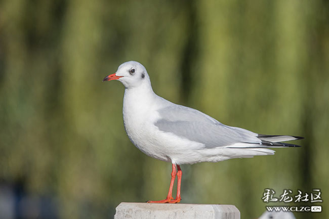 sga4v2d9jw sga4v2d9jw