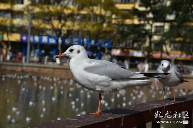 16372529285297672448816558758_181991 16372529285297672448816558758_181991