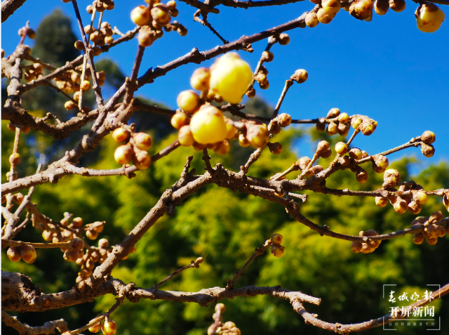 驚艷了昆明的冬天！黑龍?zhí)豆珗@第一波蠟梅已上線