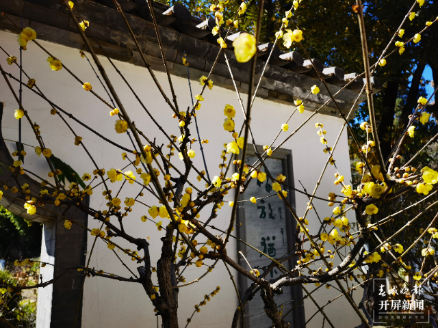 驚艷了昆明的冬天！黑龍?zhí)豆珗@第一波蠟梅已上線