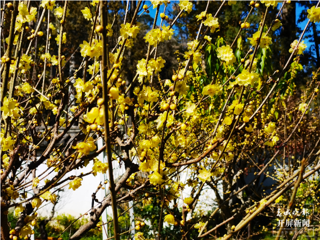 驚艷了昆明的冬天！黑龍?zhí)豆珗@第一波蠟梅已上線