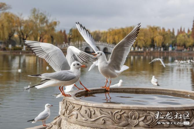 323hf81g57o 323hf81g57o