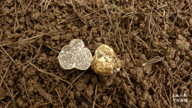 云南發(fā)現(xiàn)2個(gè)塊菌新種(通訊員 萬(wàn)山平 攝)