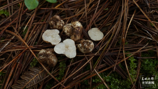 云南發(fā)現(xiàn)2個(gè)塊菌新種(通訊員 萬(wàn)山平 攝)