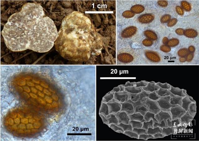 云南發(fā)現(xiàn)2個(gè)塊菌新種(通訊員 萬(wàn)山平 攝)
