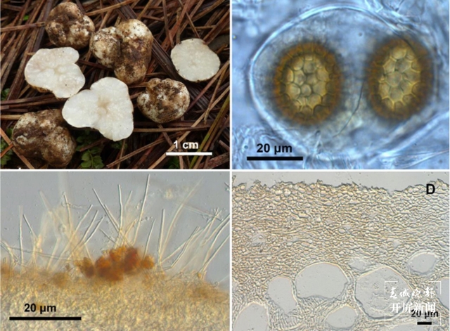 云南發(fā)現(xiàn)2個(gè)塊菌新種(通訊員 萬(wàn)山平 攝)