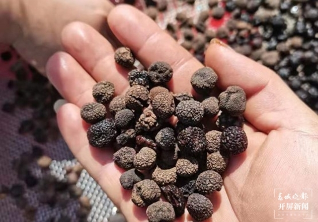 云南發(fā)現(xiàn)2個(gè)塊菌新種(通訊員 萬(wàn)山平 攝)